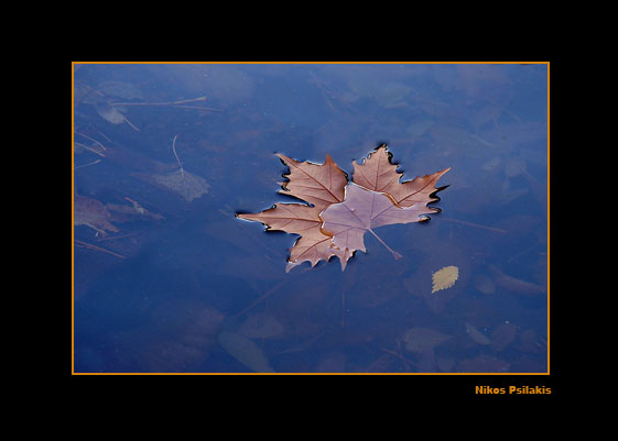 shell, κοχύλι, θάλασσα οίνοψ πόντος, ψιλάκης, psilakis