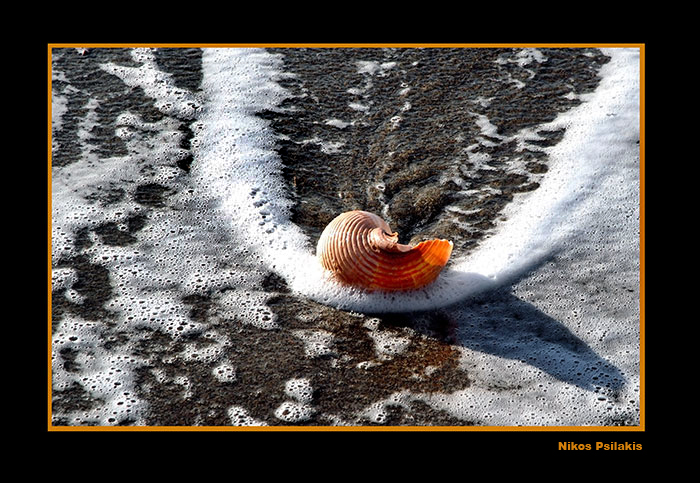 shell, κοχύλι, θάλασσα, κρήτη, ψιλάκης, psilakis