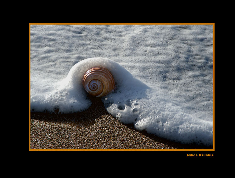 shell, κοχύλι, θάλασσα οίνοψ πόντος, ψιλάκης, psilakis